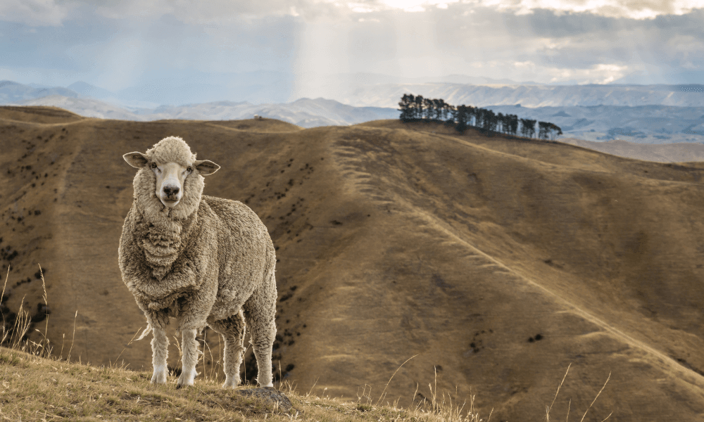 Merino sheep standing on a hillside, showcasing the natural source of merino wool socks benefits.
